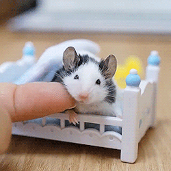 small mouse